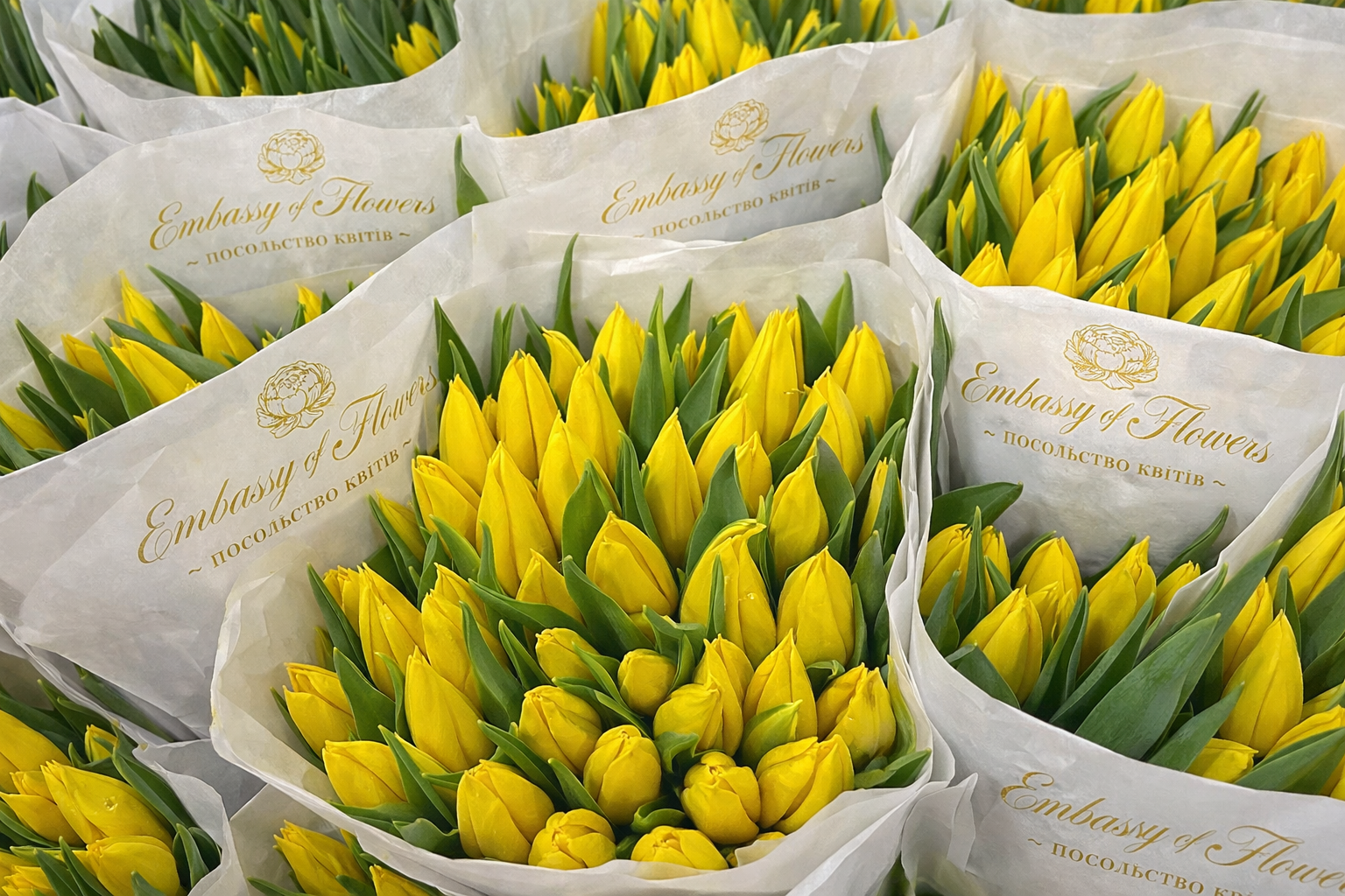 Тюльпан Жовтий